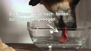 Wie trinken Hunde [upl. by Dranoel]