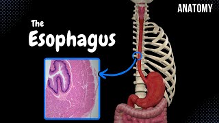 Esophagus Parts Curvatures Constrictions Layers  Anatomy [upl. by Nnaira]