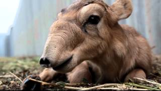 IFAW Russia  Saiga antelopes are rare creatures [upl. by Eberle]