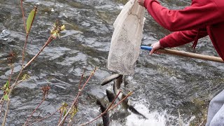 stocking trout at the West Branch Wallenpaupack Creek [upl. by Renaxela]