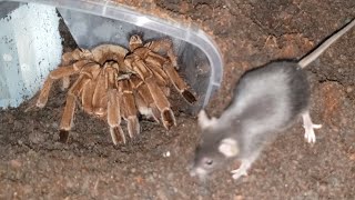 Theraphosa Blondi Golias comendo Rato 4K 60fps [upl. by Laroc]