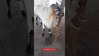 Bakrid Memories  Netaji Nagar Market goat sheep bakrid chennai india shorts reels [upl. by Ominoreg]