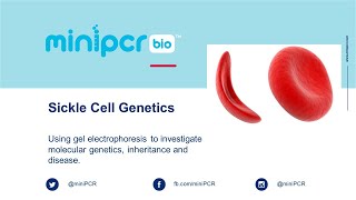 Live Demo Sickle Cell Genetics [upl. by Pentheas]