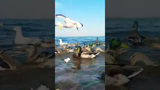 MALLARD DUCKS🦆GULLS🕊LOUGH NEAGH IRELAND🧜‍♂️ [upl. by Ylehsa428]