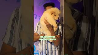 Chow chow puppy amravati shorts trending chowchow amravati [upl. by Desdamona301]