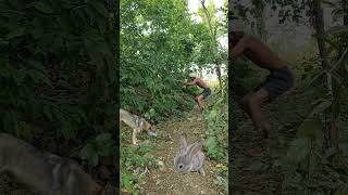 OMG 😱 wolf 🐺 attack rabbit 🐇 my village jungle vfx funny shorts video characterfx vfxshowreel [upl. by Serge183]