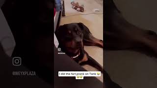 How Dogs react to Fart 😂🤣🐶 fart funnydogs [upl. by Denice]