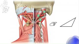 Triangulo suboccipital De Tillaux [upl. by Innavoij713]