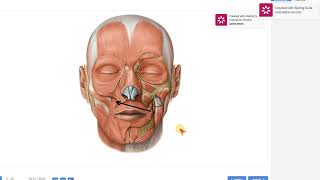 5 Anatomy of the muscles of the face [upl. by Ennail]