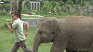 Baby elephant play and run around with a man  ElephantNews [upl. by Wilkey]