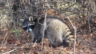 Iowa Trapping 2012 Checking Traps [upl. by Suolevram379]