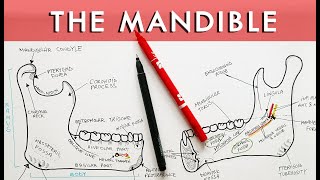 Anatomy of Mandible  External and Internal features [upl. by Ahtabbat208]