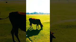 Cow eat grass on field flute cow grass nature animals cowvideos [upl. by Anahsal769]