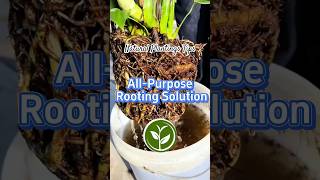 All Purpose Rooting Solution shortvideo plants youtubeshorts garden howto viralvideo [upl. by Fraser]