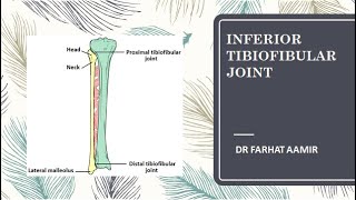 Distal Tibiofibular Joint Anatomy [upl. by Attirb]