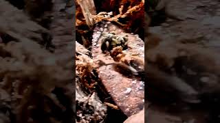 Springtail chasing off bigger bug Cute but braveterrarium [upl. by Weiser]