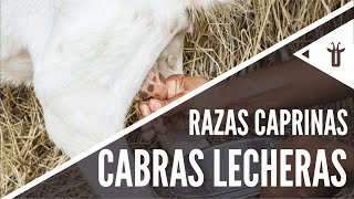 Las mejores cabras lecheras  Razas caprinas [upl. by Frantz410]