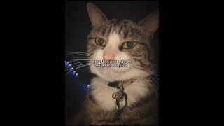 Goober x3 youtubeshorts funny cat fypシ゚viral fyp cutecat [upl. by Ignatius]