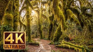 Hoh Rain Forest  4K Nature Relaxation Film [upl. by Areip]