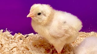 Cute Baby Chicks ASMR [upl. by Thun]