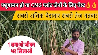 दमदार पैदावार वाला शानदार हरा चारा जीवन भर के लिए फुर्सत best napier Grass Seed  how to plant ☘️☘️ [upl. by Balbur]