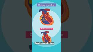 ECG Learn heart ecg ecgheart heartcondition [upl. by Barren]