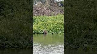 wildlife pantanal brazil jaguar [upl. by Sartin]