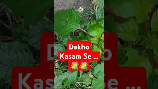 Jaate ho to jaoDekho Kasam cover Movie Tumsa nahin Dekha Asha Bhosale Mohd Rafi  trending song [upl. by Glimp]