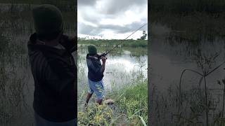 15kg snakehead fish live shot కొర్రమీను శిఖర్ fishing shorts murrelfishing [upl. by Gisele]