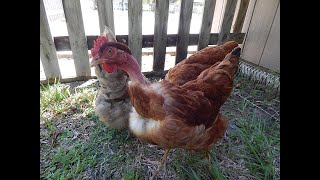 About Turken chickens for backyard pets and flocks [upl. by Sonitnatsnok275]