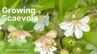 Growing Scaevola  Update [upl. by Enilrae]