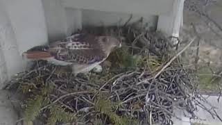 Redtailed hawk nest cam at Syracuse University [upl. by Marvin]