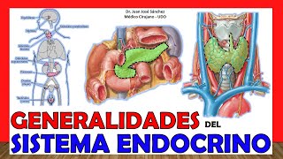 🥇 SISTEMA ENDOCRINO en 12 Minutos ¡Fácil y Sencillo [upl. by Yeffej]