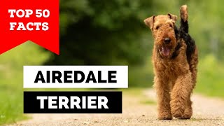 99 of Airedale Terrier Owners Dont Know This [upl. by Sorkin]