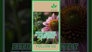 Growing Pinwheel Coneflower from Seeds plant garden plantcare gardening gardenplant [upl. by Ettenuj]