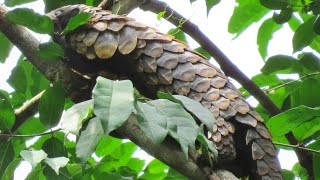 Black Bellied Pangolin The REAL Tree Pangolin [upl. by Rip]