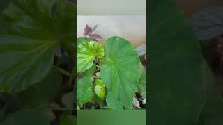 Begonia plants for sale  9497627289 achusgarden begonias shorts youtubeshorts [upl. by Dinah]