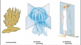 SYMMETRICAL AND ASYMMETRICAL ANIMALS [upl. by Udele]