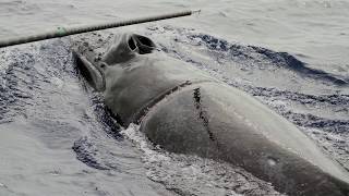 Humpback Whale Disentanglement Rescue in Hawaii [upl. by Jolynn]