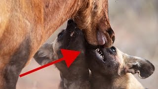 Rare  Wild Dog pack taking down a Red Hartebeest antelope  Footage from Tswalu Kalahari [upl. by Olva762]