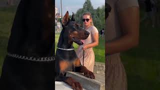 doberman dobermanpinscher puppies dobermanpuppy dogs dogsofinstagram canecorso doglovers [upl. by Hodgson442]