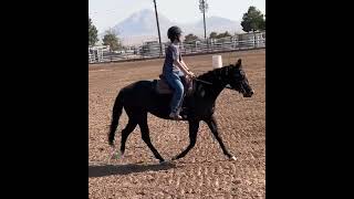 My first time cantering poppy in the big arena [upl. by Ahsiet]