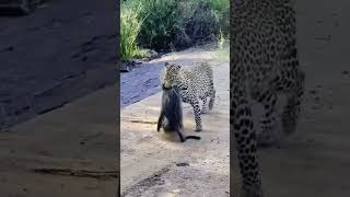 Swift and Deadly Leopard Strikes a Baboon [upl. by Gherardi]