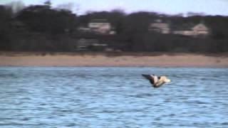 Sea Duck Hunting 2013 2014 part 1 [upl. by Leeban]