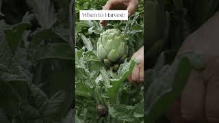 Everything you need to know to grow ARTICHOKE in less than 60 seconds [upl. by Enhpad]