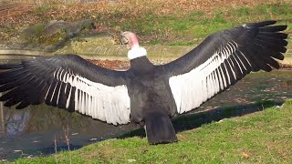 Beautiful Birds Condor open wings Andenkondor [upl. by Nirahs]