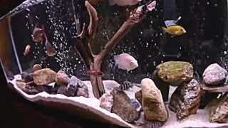 Aquascaped Cichlid tank  Live Feeding [upl. by Laurella496]