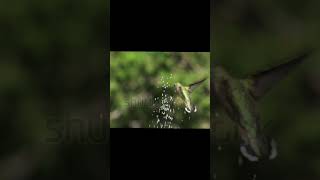 Young BroadTailed Hummingbird Playing in fountain spray 5X Slow 🕊️shortsnewanimal [upl. by Elleinod993]