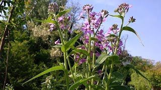 Hesperis matronalis medicinal plant [upl. by Pucida27]