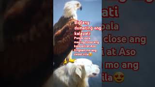 shortvideo Kalapati na Inlove sa Aso asmr loverpets [upl. by Airegin]